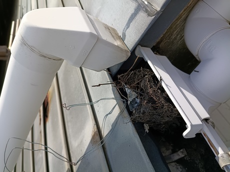 仙台市で排水マスの詰まりを清掃している作業中の様子。草や泥を取り除き、雨の日でも安心して流れるように改善している場面。