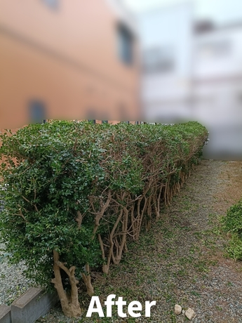 sendai-benriya-hedge-pruning-after-202512.jpg.jpg