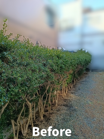 sendai-benriya-hedge-pruning-before-202512.jpg.jpg