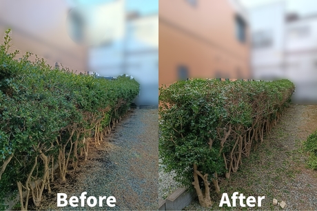 sendai-benriya-hedge-pruning-before-after-202512.jpg.jpg