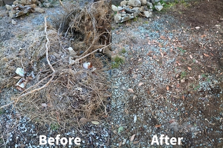 sendai-benriya-tree-removal-cleanup-before-after-202512.jpg.jpg