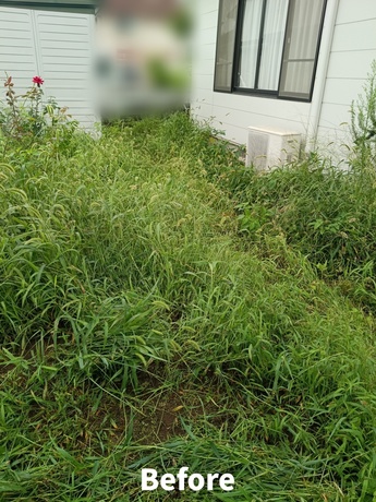 仙台市内の庭に腰丈ほどまで伸びた雑草・草刈り作業前