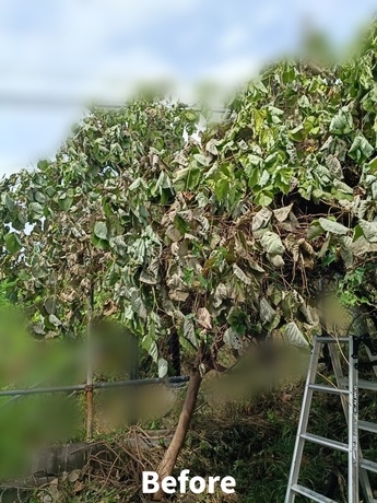宮城県内のお庭で庭木にツルや枝葉が大量に絡み、隣接するフェンスが見えないほど草木が生い茂った伐採作業前の様子