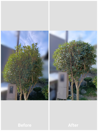 仙台市で庭木の剪定作業を行った際のビフォーアフター写真。伸びた枝葉を整え、見た目もすっきり仕上げた様子が分かる画像です。