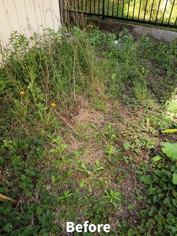 仙台市太白区で対応した建物脇の草むしり作業前の様子。隣家付近まで雑草が広がっている状態