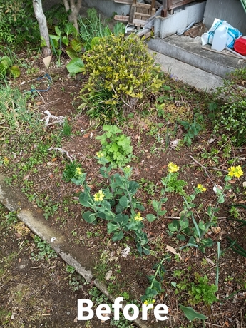 庭の草取り作業前の様子。雑草や植物が広がり手入れが行き届いていない状態（仙台市内の作業事例）
