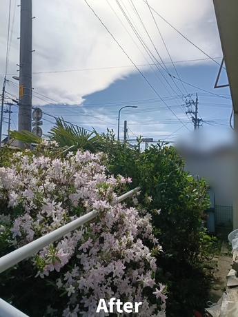 庭木を剪定し建物まわりがスッキリしたお庭|仙台市太白区