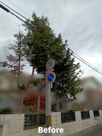 仙台市太白区のお宅で庭木が高く伸び、伐採や剪定が必要な状態の作業前の様子｜便利屋 仙台