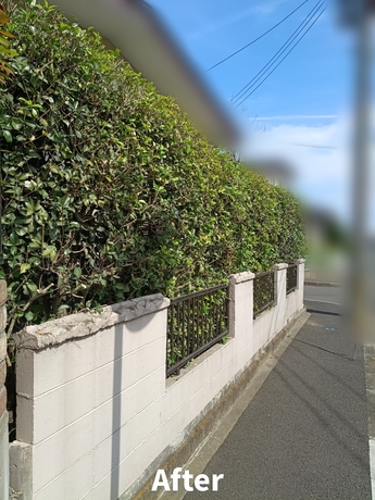 歩道側へはみ出した枝木を剪定し、通行しやすく整えた生垣