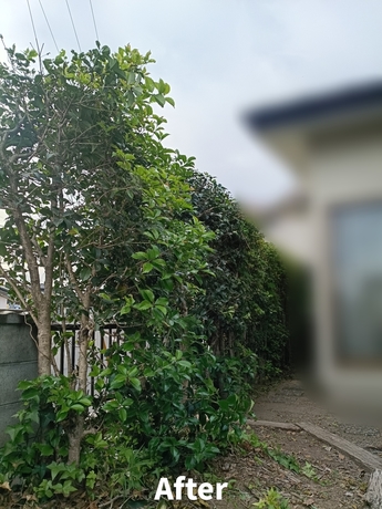 倒木の危険性があった枯れ木を伐採し、整理した作業後の様子